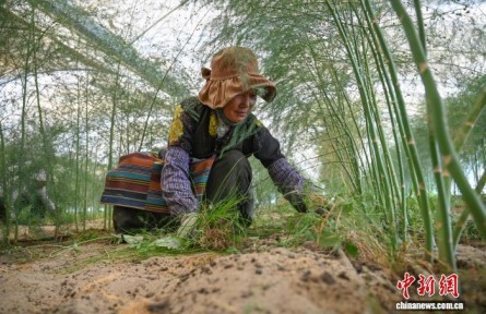 輝煌60載 魅力新西藏|西藏扎囊縣戈壁灘涂變綠洲 瓜果飄香富民增收