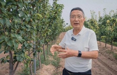 一顆酥梨的“振興密碼”——看陜西蒲城如何書寫特色產業(yè)答卷