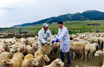 新疆改良超50萬(wàn)只哈薩克羊