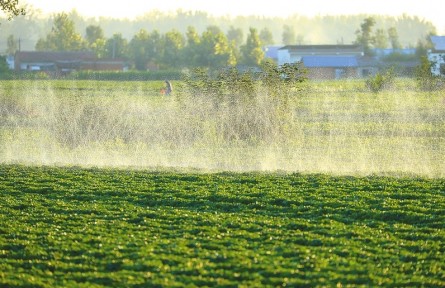 河南正陽：齊心保秋糧