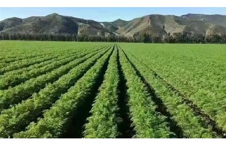 甘肅金昌：上半年農(nóng)產(chǎn)品銷售額突破4.9億元