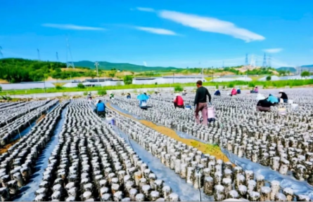 家鄉(xiāng)農(nóng)產(chǎn)品大學(xué)生推薦官｜品牌智庫(kù)建議①：中陽(yáng)木耳品牌跨越式發(fā)展的建議與思考