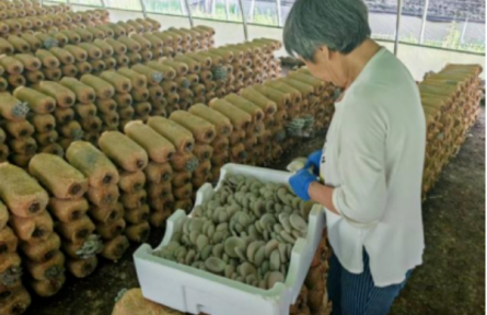 家鄉(xiāng)農(nóng)產(chǎn)品大學(xué)生推薦官｜品牌手記類 ②：歷山之麓“醉氧香菇”探秘錄