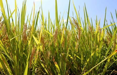 廣西三江：侗鄉(xiāng)搶收優(yōu)質(zhì)稻