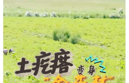 土疙瘩變身“金藥材”