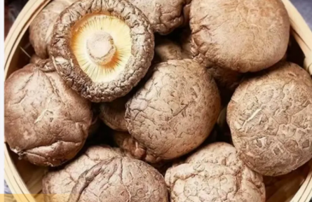 家鄉(xiāng)農(nóng)產(chǎn)品大學(xué)生推薦官｜品牌手記類 ③：東升與他的“醉氧山珍”品牌故事