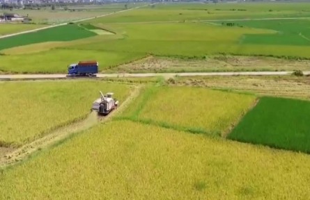 畝產(chǎn)770.5公斤 福建浦城綠色種植再生稻頭季實現(xiàn)超高產(chǎn)