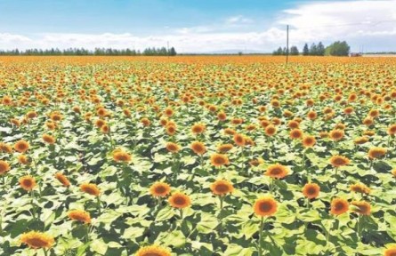 青海海西州：“金”“綠”交織戈壁灘