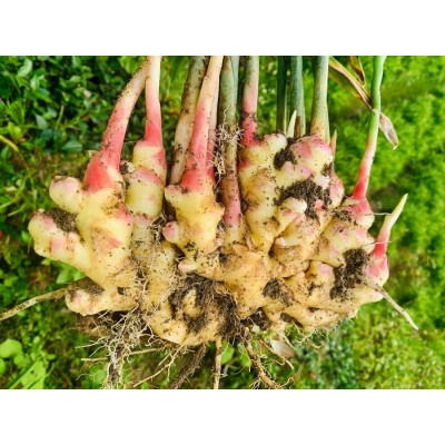 小黃姜 (Fresh Young Ginger)