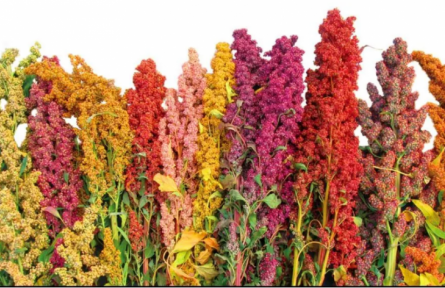 家鄉(xiāng)農(nóng)產(chǎn)品大學(xué)生推薦官｜品牌手記?：中國靜樂藜麥 四方飄香溢彩