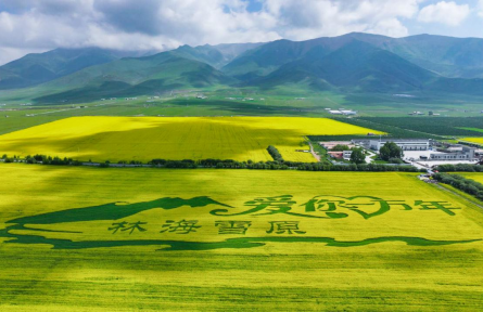 青海門源：油菜花開正盛時(shí)