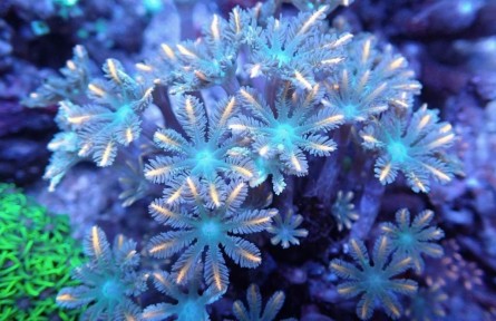 關(guān)于珊瑚，你可以知道的十件事（上）