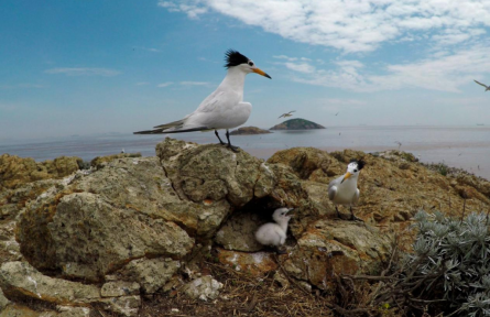 浙江：搶救瀕危物種 提升生物多樣性水平