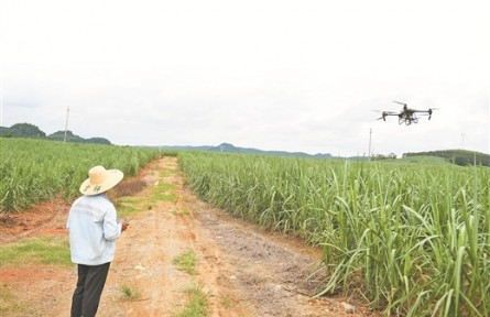 探訪廣西首個甘蔗智慧農(nóng)場——聆聽一株甘蔗的“心跳”