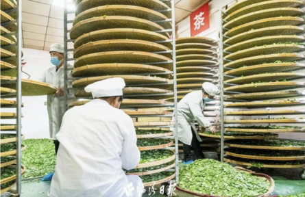 家鄉(xiāng)農(nóng)產(chǎn)品大學(xué)生推薦官｜品牌智庫建議③：“安澤連翹”蝶變“致富金豆豆”