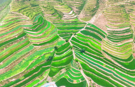 甘肅定西：堅(jiān)持黨建引領(lǐng) 探索推行村均“百畝田”發(fā)展壯大村集體經(jīng)濟(jì)模式