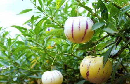 云南昆明農(nóng)產(chǎn)品地理標(biāo)志：石林人參果