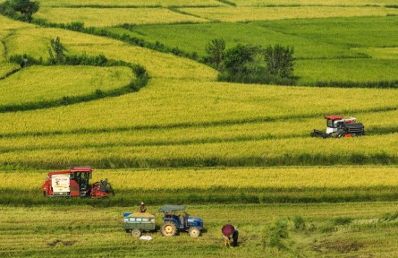 湖北來(lái)鳳三胡鄉(xiāng)：農(nóng)機(jī)轟鳴稻浪翻 頭茬制種水稻迎豐收