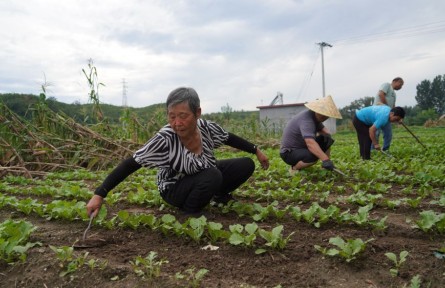 河北：多措并舉做好田間管理確保糧食豐收
