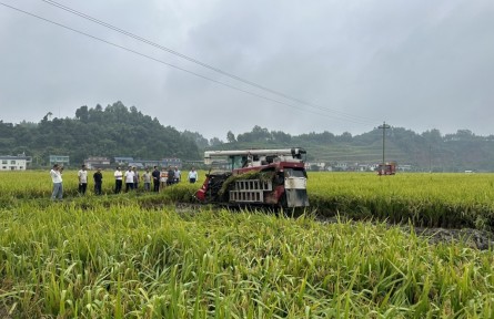 一線測產(chǎn)背后，瞥見四川水稻育種新趨勢