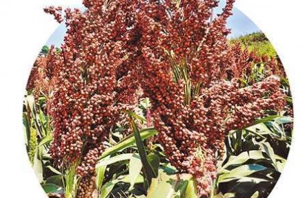 耕好一塊田 川渝有“糧”方