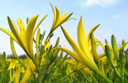 家鄉(xiāng)農(nóng)產(chǎn)品大學生推薦官 | 品牌手記?：“忘憂草”成“致富花”：大同黃花產(chǎn)業(yè)的蝶變之路