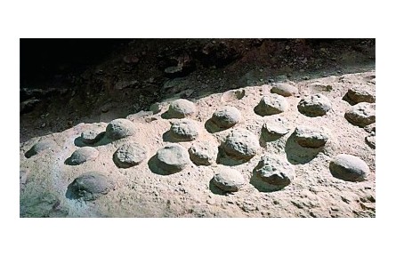 8600萬年前！最大恐龍蛋化石群年代謎題被破解