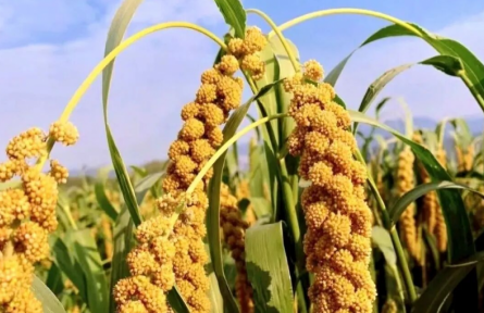 家鄉(xiāng)農(nóng)產(chǎn)品大學生推薦官 | 品牌手記?：翼城隆化小米的品質(zhì)探秘