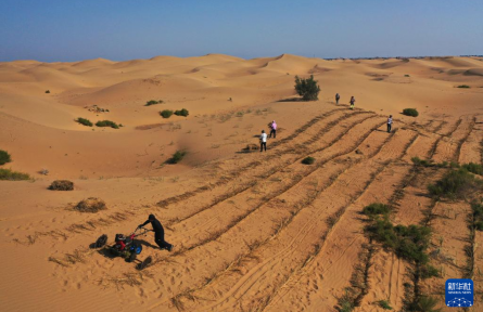 庫布其沙漠治沙進行時