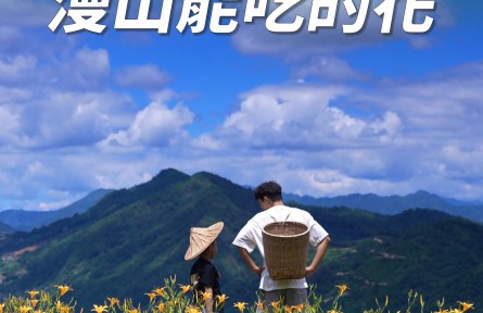 豐收的季節(jié)，那一年種下的黃花菜盛開了