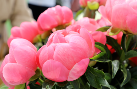 香營鄉(xiāng)：“一花三果”書寫鄉(xiāng)村振興香甜答卷