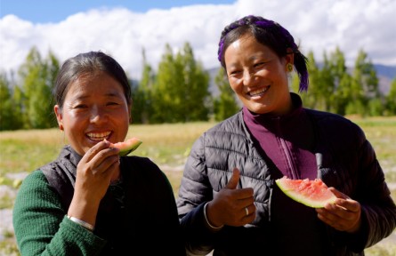 西藏首次！日喀則成功規(guī)模化種植高海拔露地西瓜