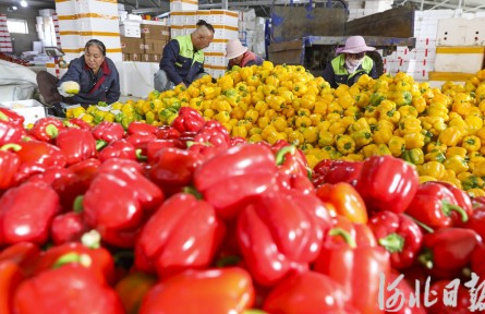 河北各地迎豐收季