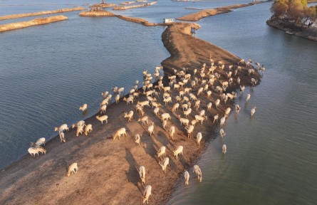 從39頭增至8500余頭！中國(guó)復(fù)壯全球最大麋鹿基因庫