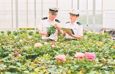 前8個月云南鮮切花出口值全國第一