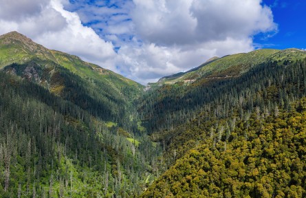 科技名詞|森林線 forest line，forest limit