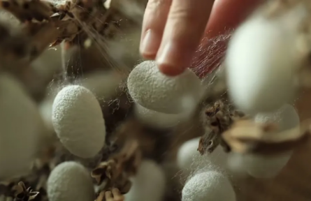 家鄉(xiāng)農(nóng)產(chǎn)品大學(xué)生推薦官 | 品牌手記?：國(guó)家農(nóng)業(yè)文化遺產(chǎn)——陽城桑蠶的文明與價(jià)值