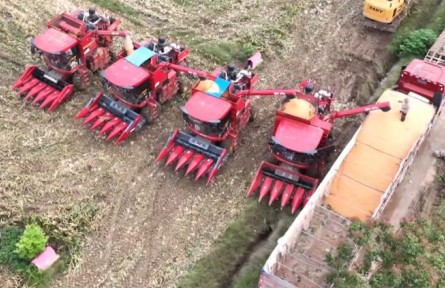 持續(xù)陰雨，河南秋糧怎么收？