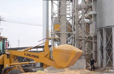 持續(xù)陰雨后，河南濕糧收完如何烘干晾曬？