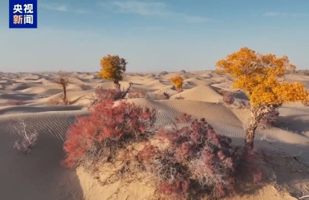 助力人工造林 我國首次實(shí)現(xiàn)胡楊苗雌雄鑒定