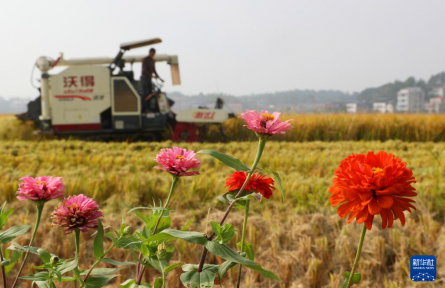 全國秋糧主產(chǎn)區(qū)收獲已超八成半
