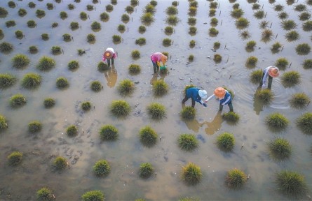 為育種，科學(xué)家給野生稻“理發(fā)”