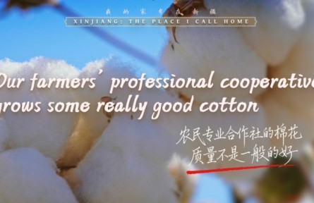 我的家鄉(xiāng)在新疆｜農(nóng)民專業(yè)合作社的棉花，質(zhì)量不是一般的好