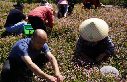 貴州龍里：一棵中草藥演奏鄉(xiāng)村振興“曲”