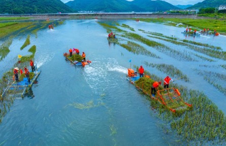 146萬畝清除任務全面完成 我國互花米草防治轉(zhuǎn)入長效管控