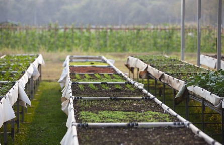 科技名詞|有機(jī)食品 organic food