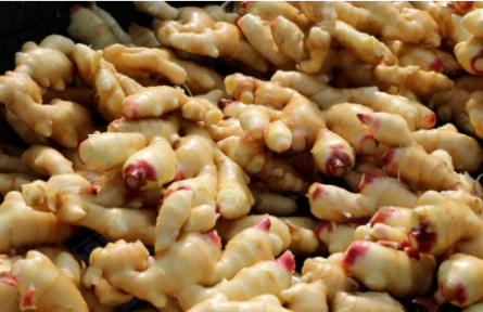 家鄉(xiāng)特優(yōu)農(nóng)產(chǎn)品大學(xué)生推薦官 | 品牌手記?:昌邑生姜:黃土孕育出的鄉(xiāng)村產(chǎn)業(yè)振興“金疙瘩”