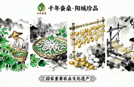 家鄉(xiāng)特優(yōu)農(nóng)產(chǎn)品大學(xué)生推薦官 | 品牌設(shè)計(jì)類 第⑤期:陽(yáng)城:絲語(yǔ)千年的文化品牌換新