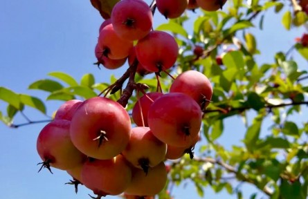 又見海棠果兒紅 碩果累累美如畫（孫寧）