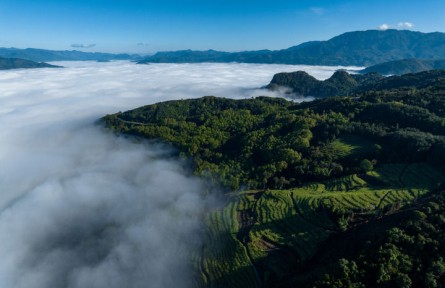 一杯臨滄茶，品出獨特回甘